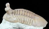 Cute, Asaphus Kowalewskii Trilobite With Stalk Eyes #45984-2